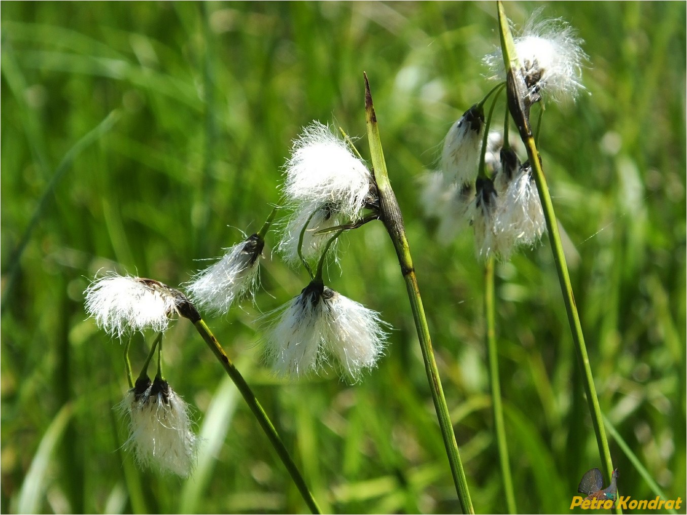 Изображение особи Eriophorum latifolium.