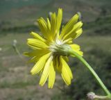 Crepis sonchifolia