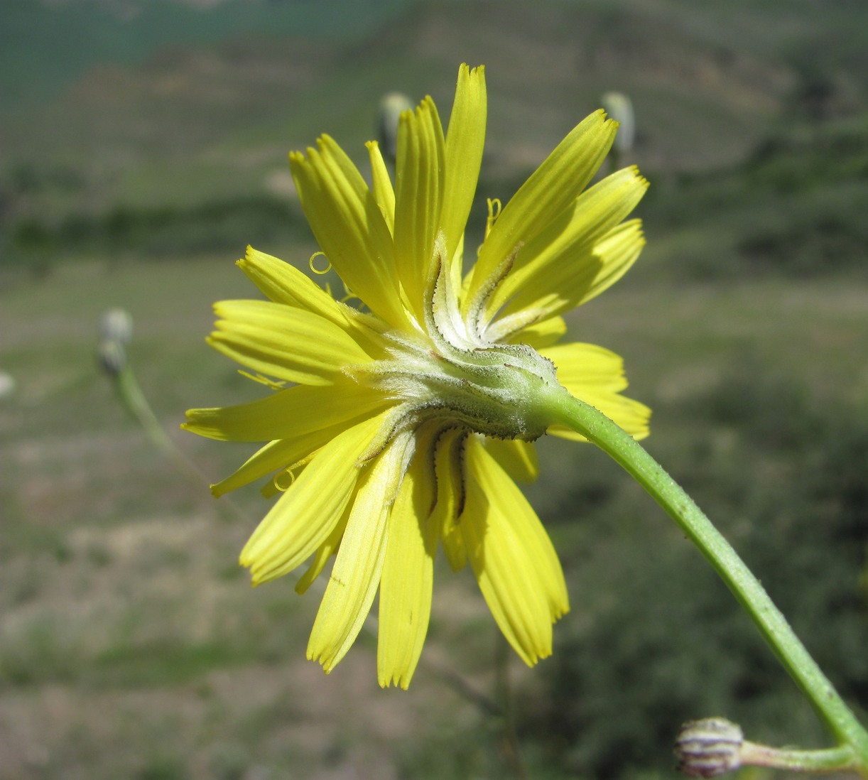 Изображение особи Crepis sonchifolia.
