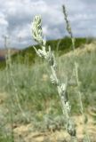 genus Artemisia. Верхушка побега с соцветиями в бутонах. Алтай, Кош-Агачский р-н, 5 км ЮВ с. Чаган-Узун, долина р. Тыдтуярык, остепнённый склон. 8 июля 2019 г.