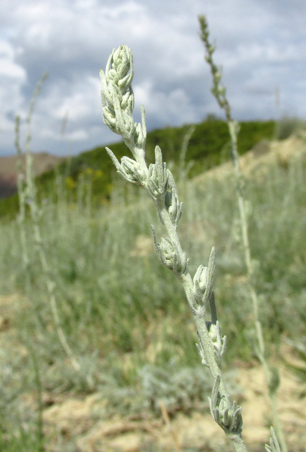 Image of genus Artemisia specimen.