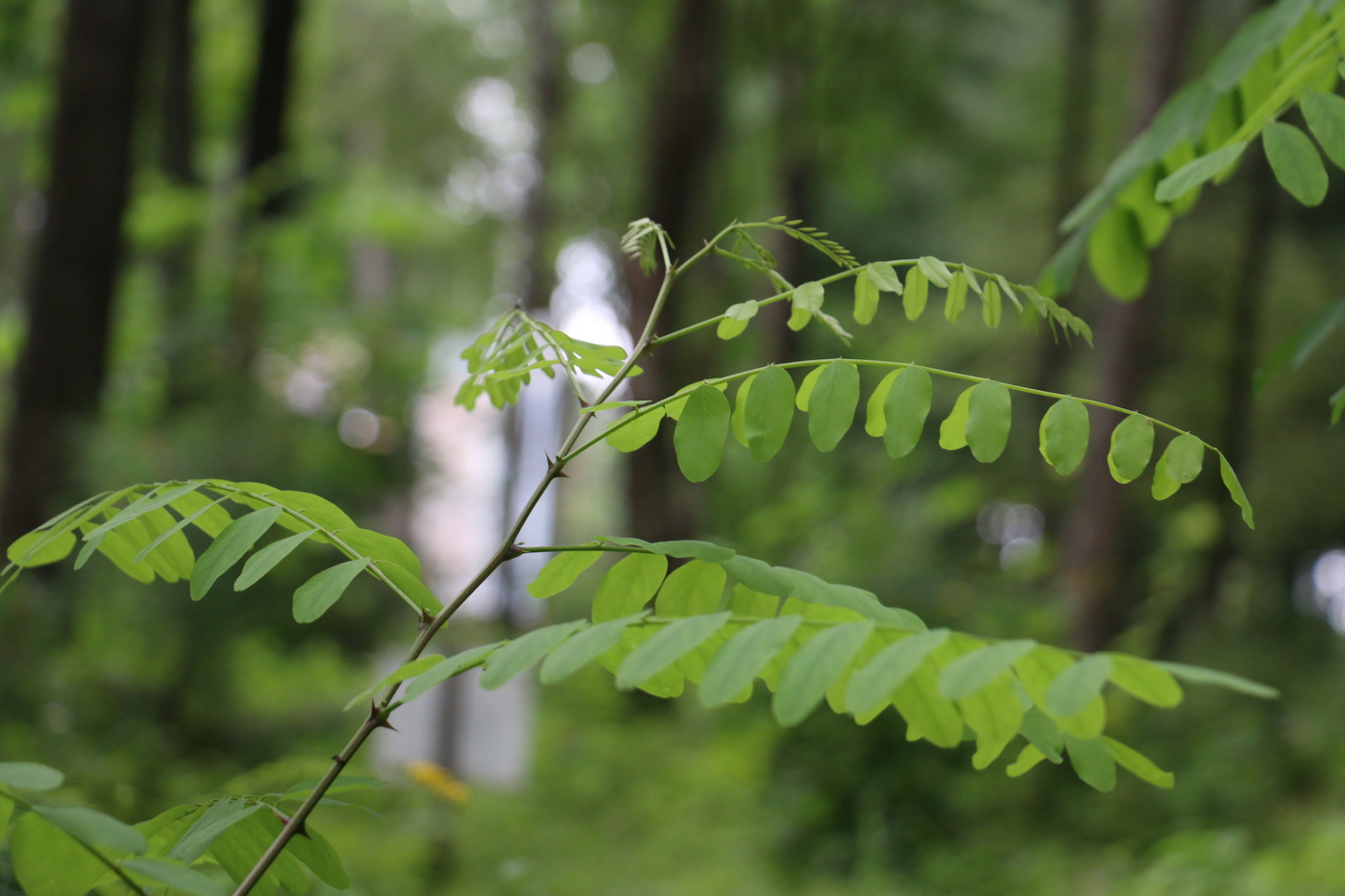 Изображение особи Robinia pseudoacacia.