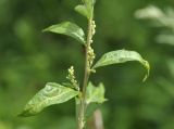 Artemisia integrifolia