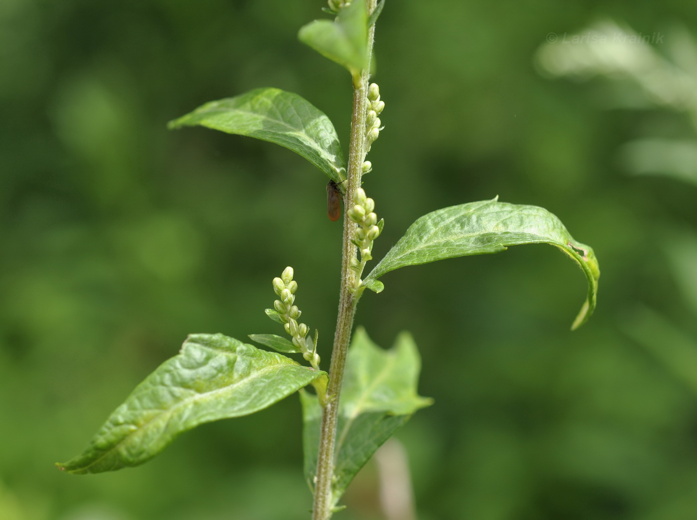 Image of Artemisia integrifolia specimen.