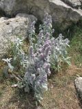 Stachys velata