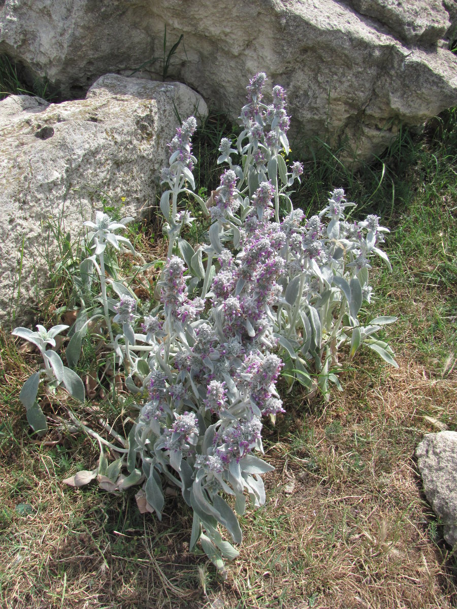 Image of Stachys velata specimen.