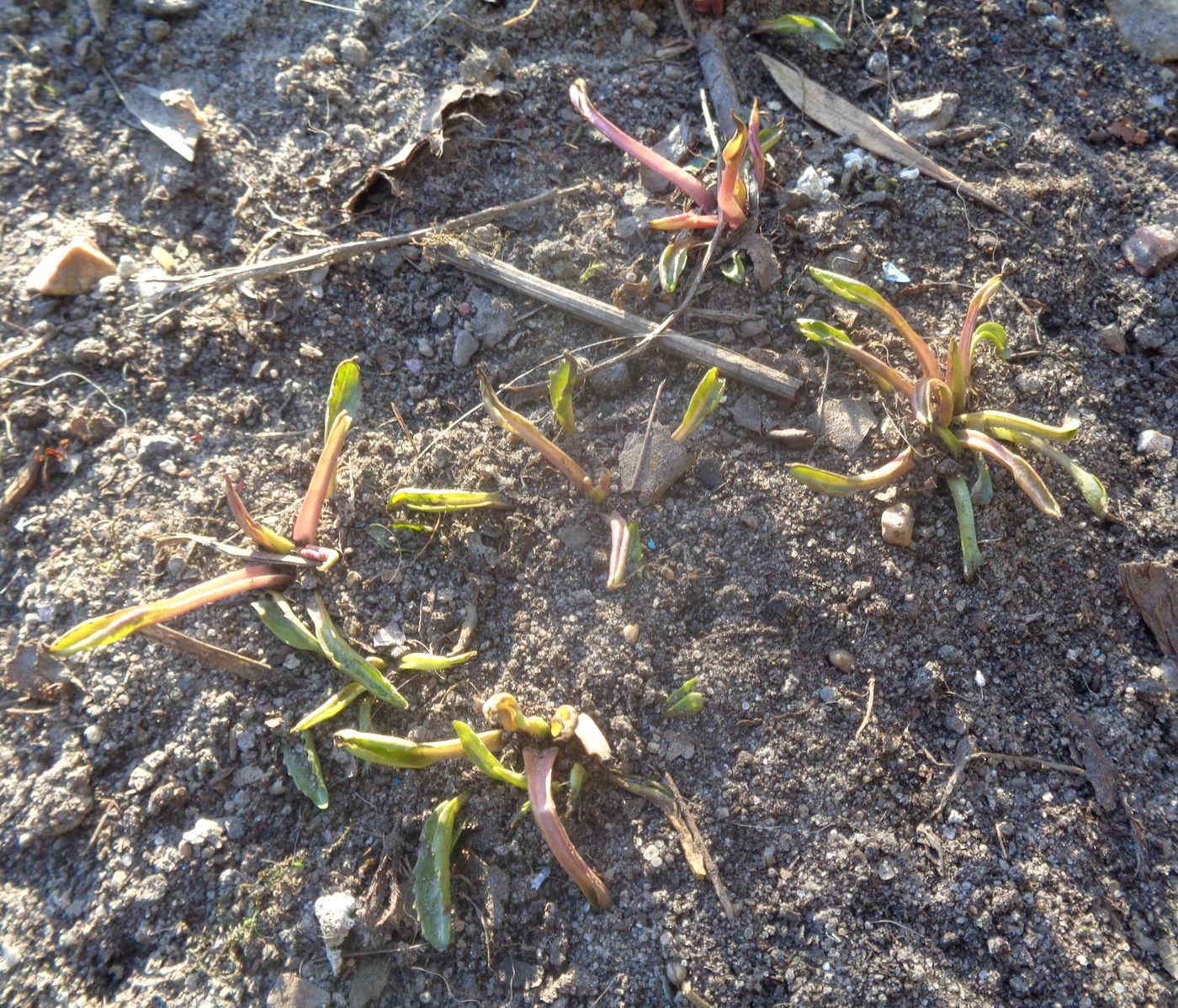 Image of Physostegia virginiana specimen.