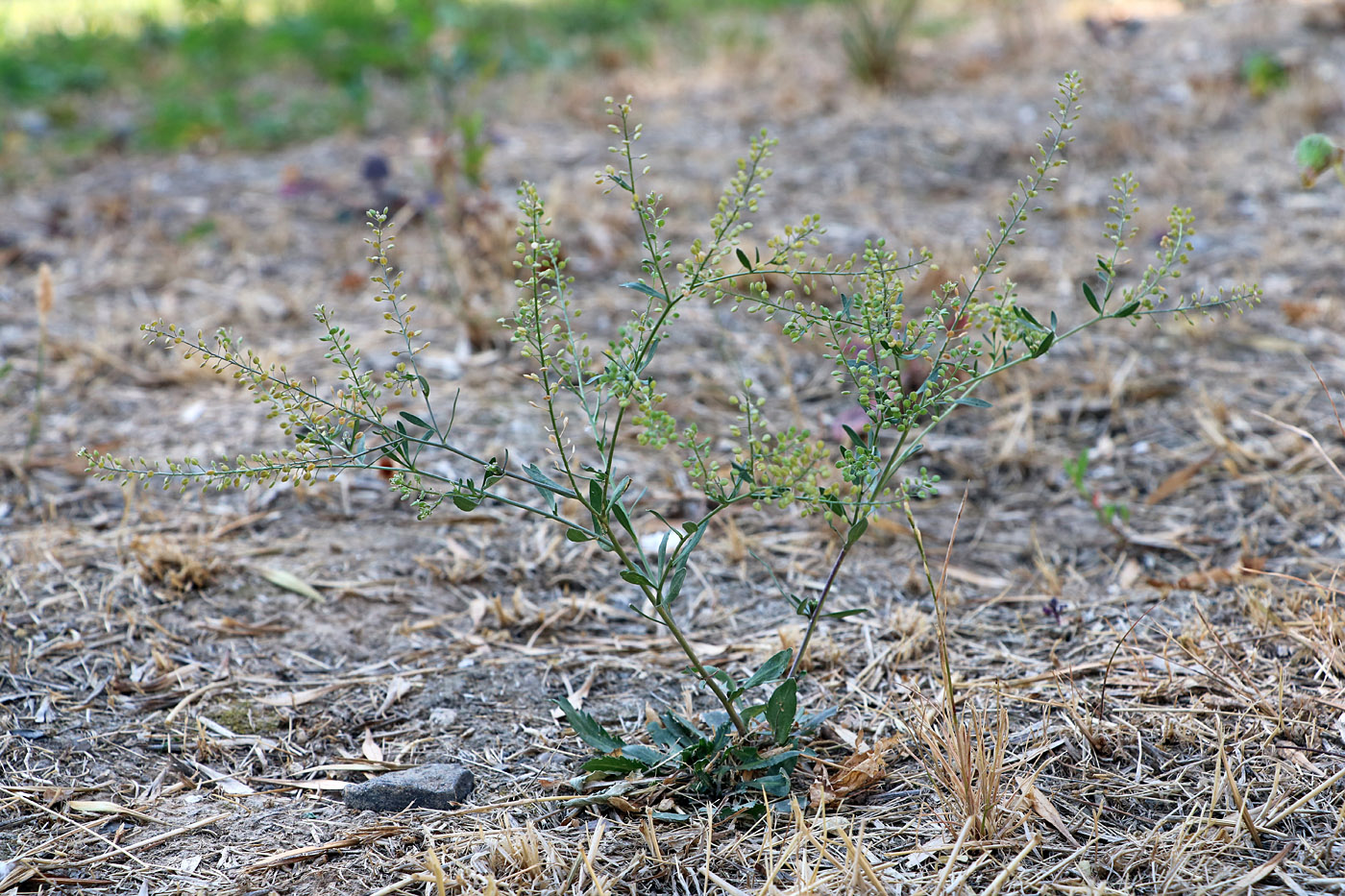 Изображение особи Lepidium pinnatifidum.