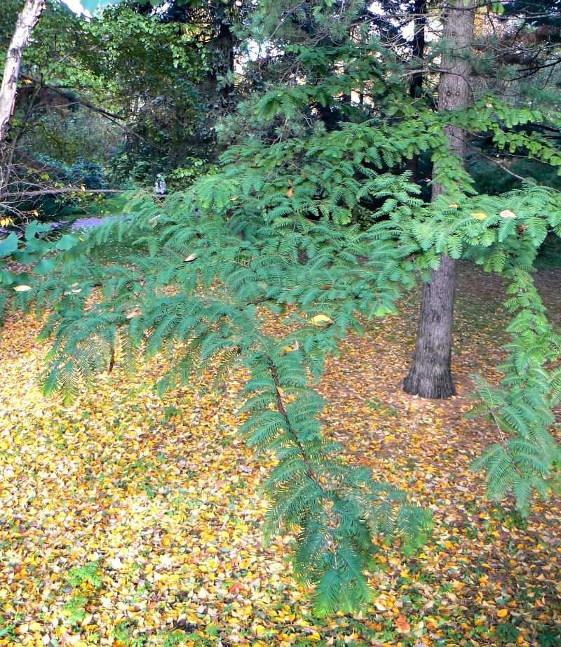 Изображение особи Metasequoia glyptostroboides.