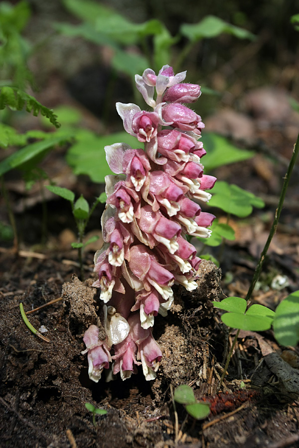 Изображение особи Lathraea squamaria.