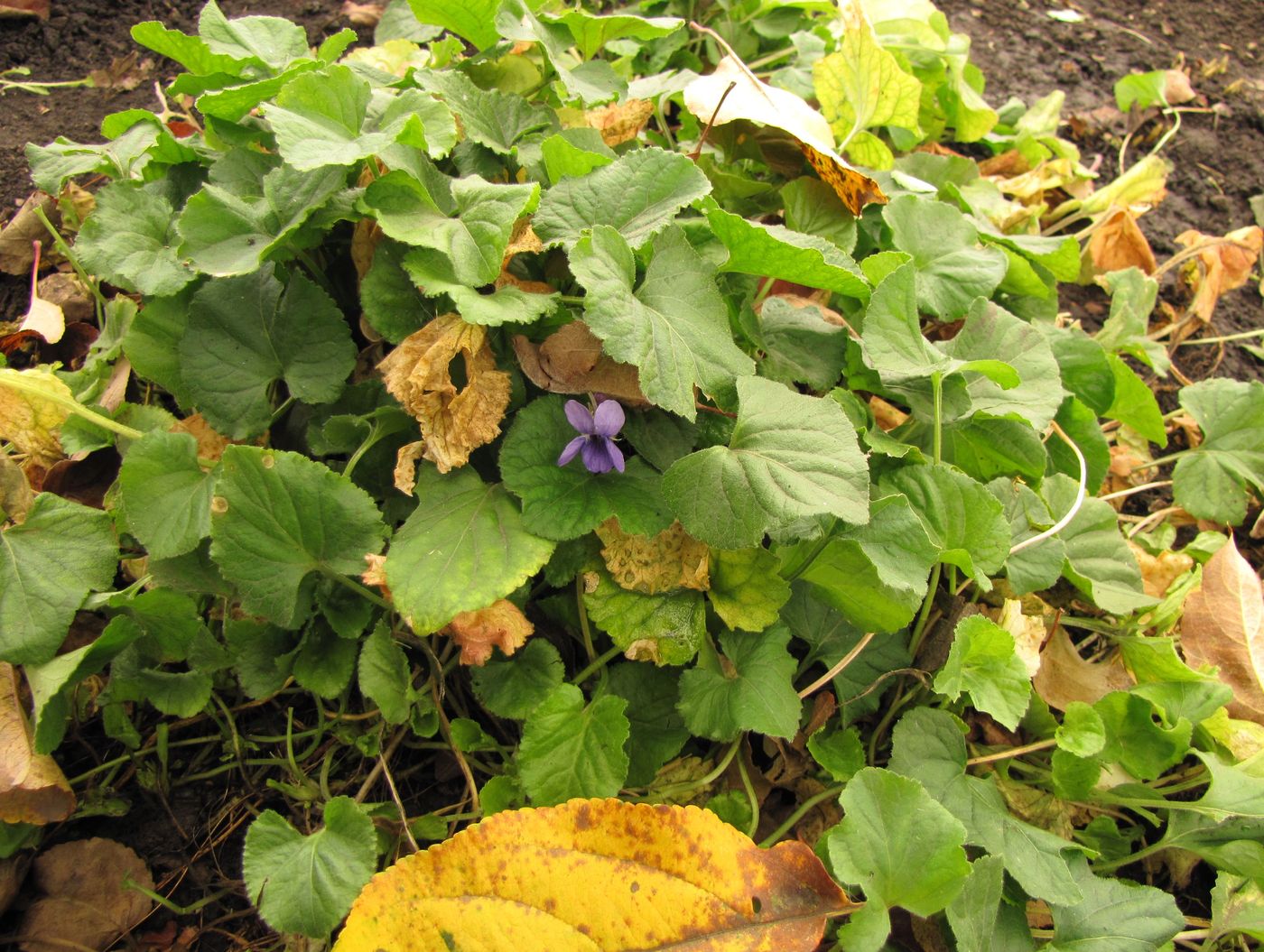 Image of Viola odorata specimen.