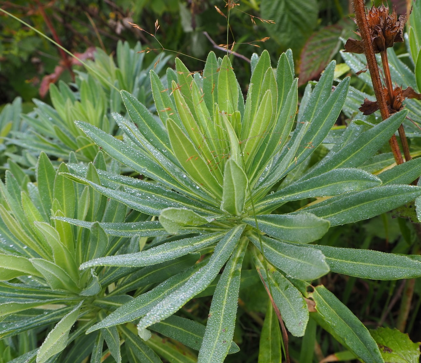 Изображение особи Euphorbia glaberrima.