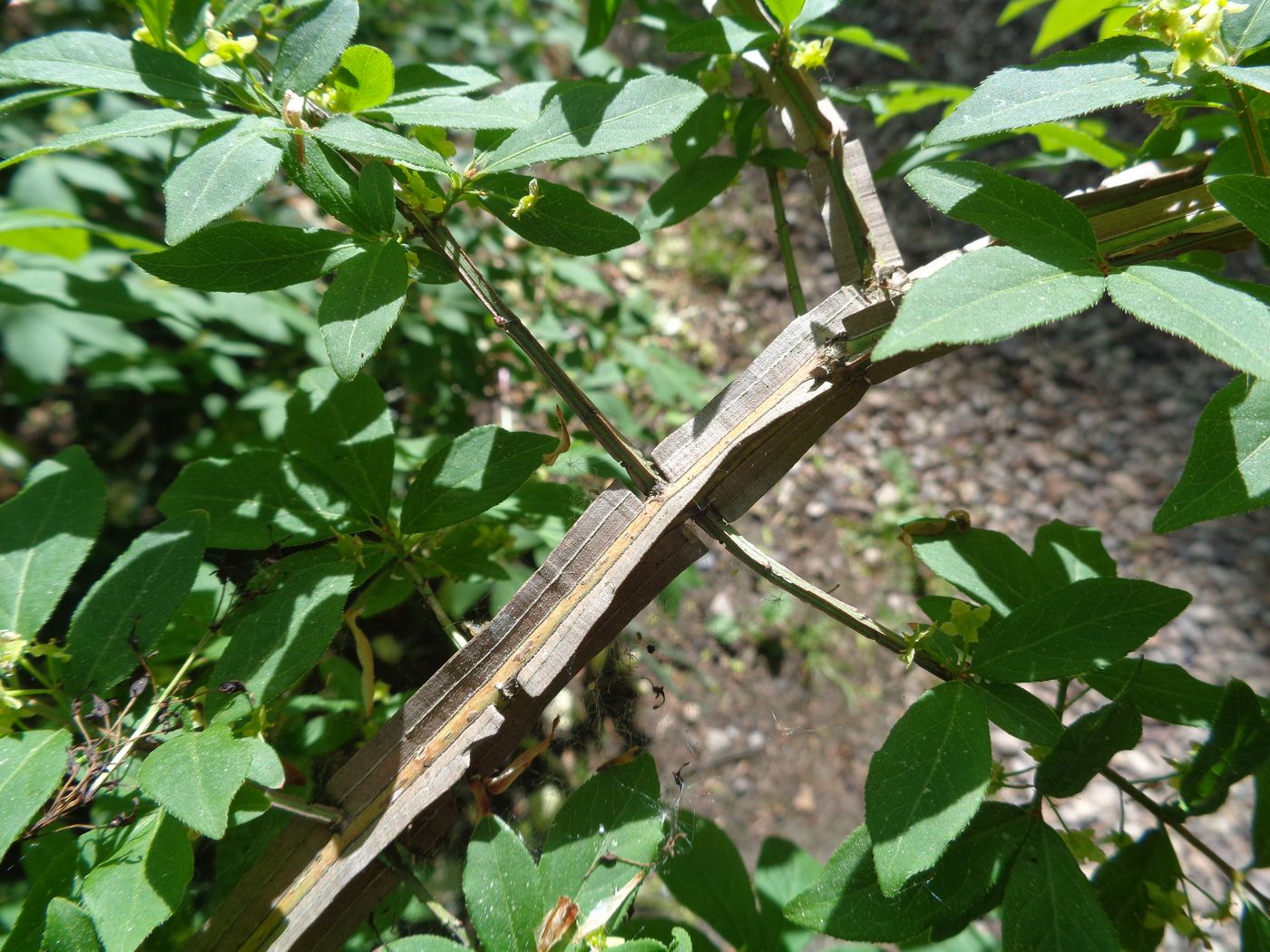 Изображение особи Euonymus alatus.