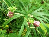 Codonopsis ussuriensis