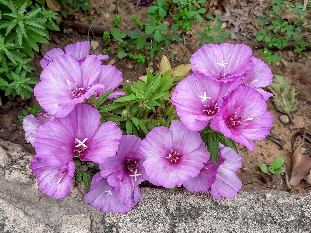Изображение особи Clarkia amoena.