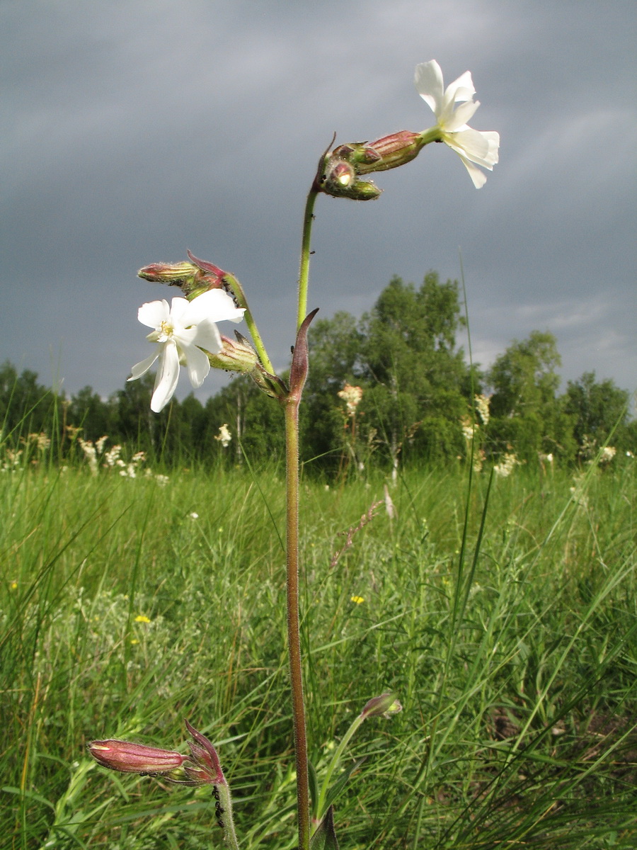 Image of Melandrium album specimen.