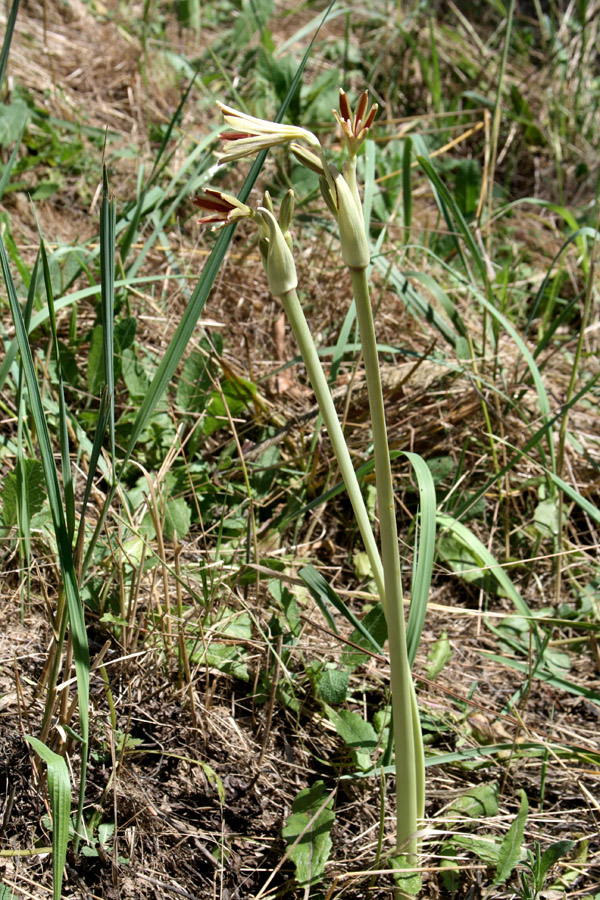 Image of Ungernia victoris specimen.