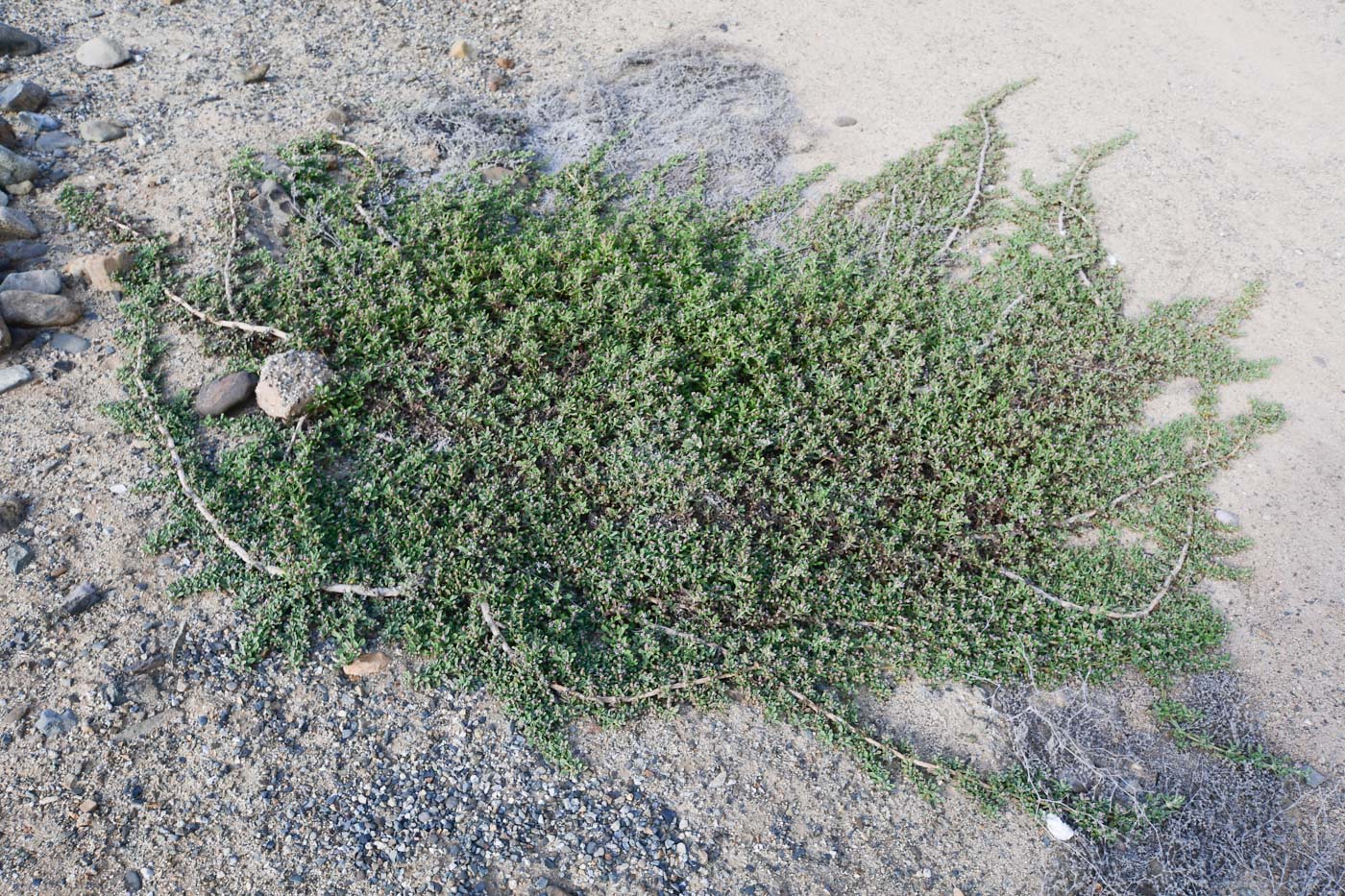 Image of Lippia nodiflora specimen.