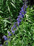 Delphinium elatum