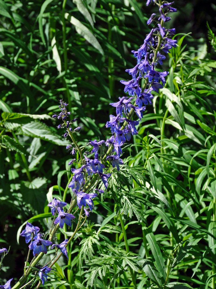 Изображение особи Delphinium elatum.