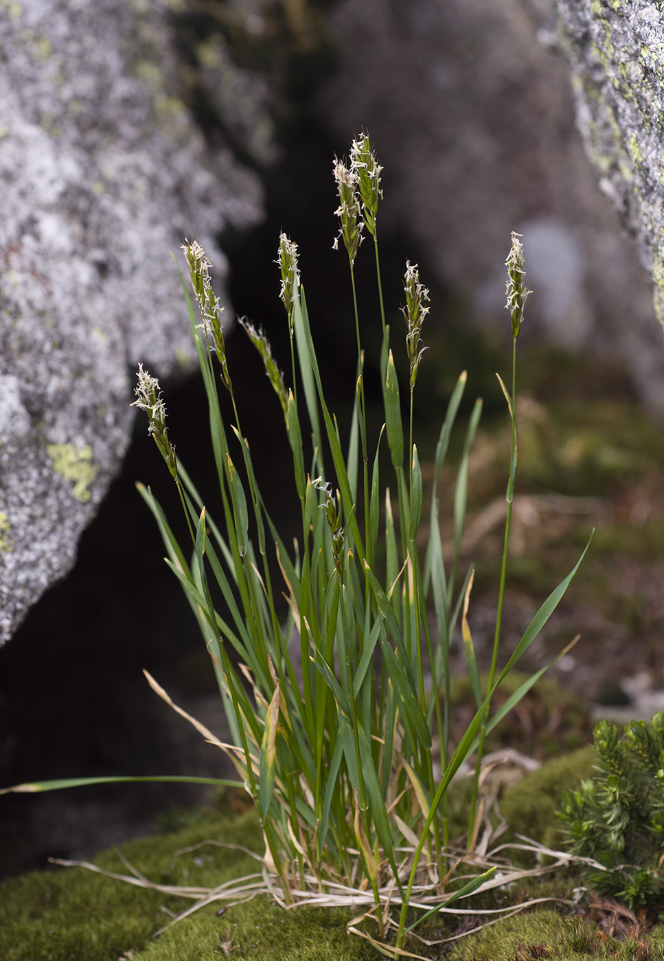 Image of Anthoxanthum alpinum specimen.