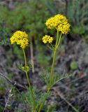 Patrinia intermedia