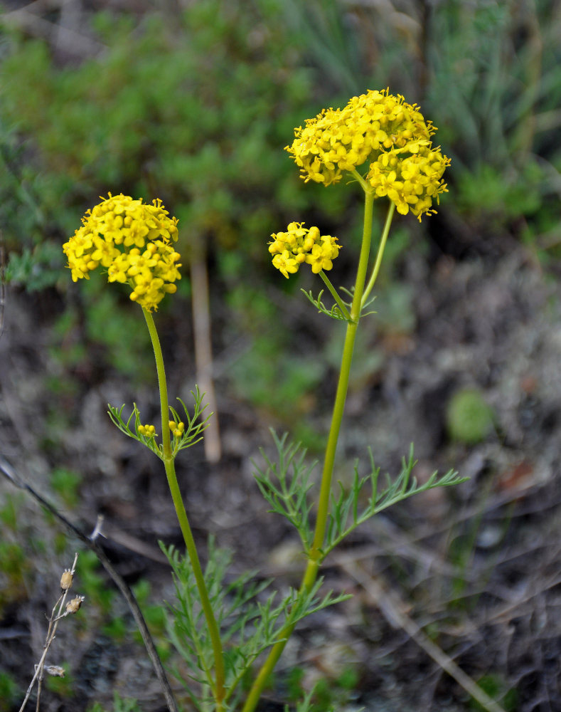 Image of Patrinia intermedia specimen.