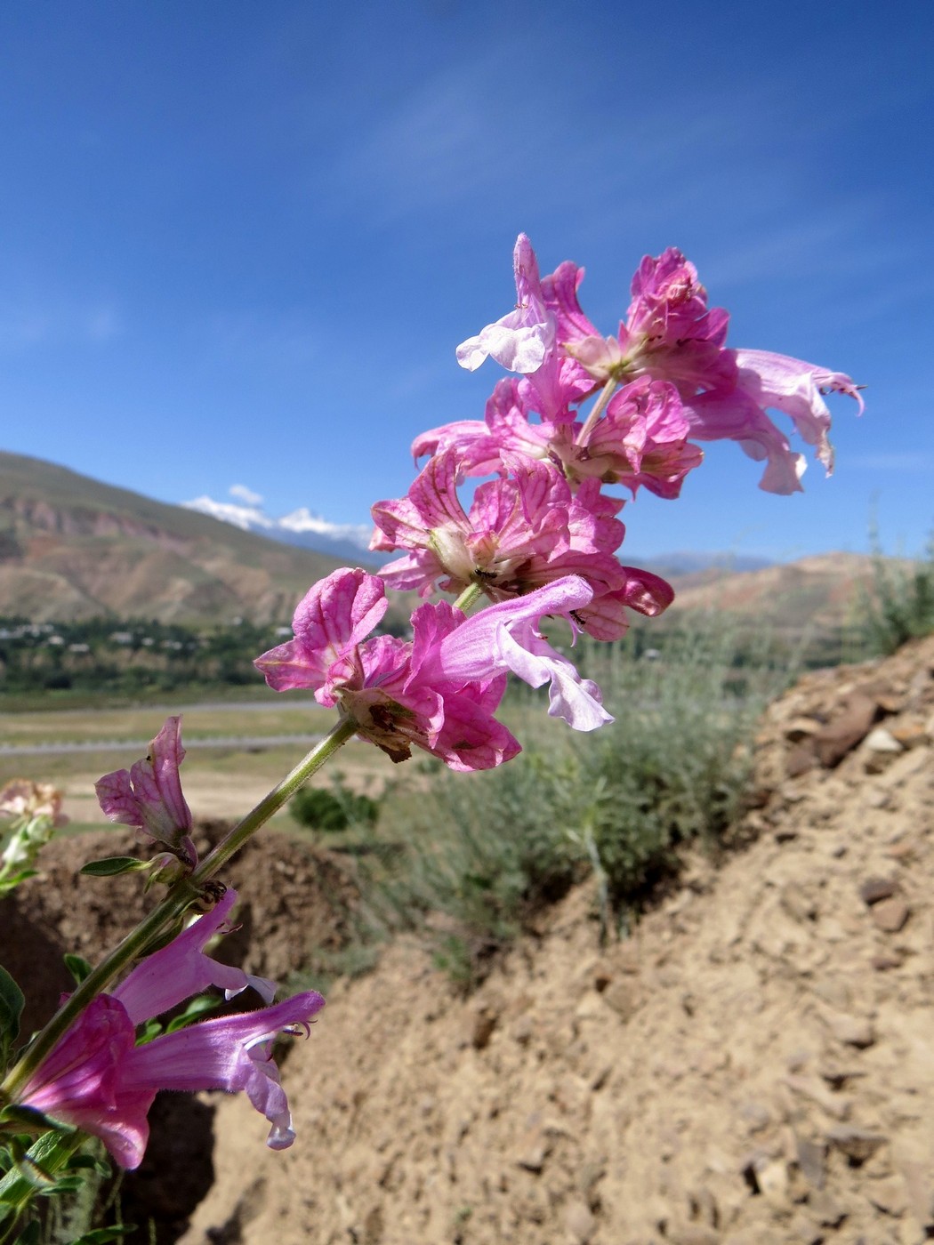 Изображение особи Salvia bucharica.