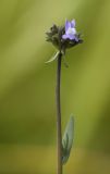 Linaria arvensis. Верхушка растения с цветком и завязавшимся плодом. Испания, автономное сообщество Каталония, провинция Жирона, комарка Баш Эмпорда, муниципалитет Паламос, кромка пашни. 25.02.2020.