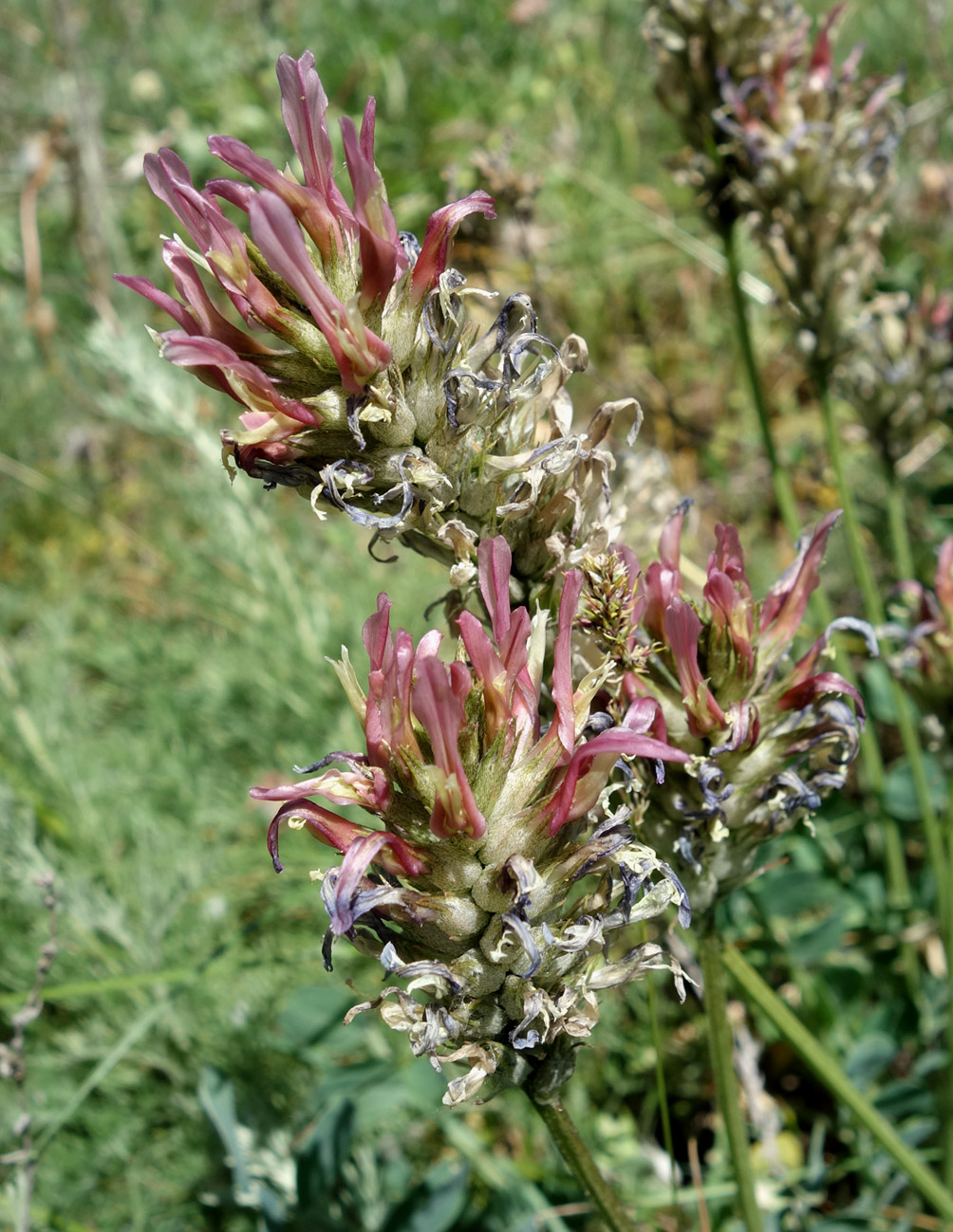 Image of Astragalus platyphyllus specimen.