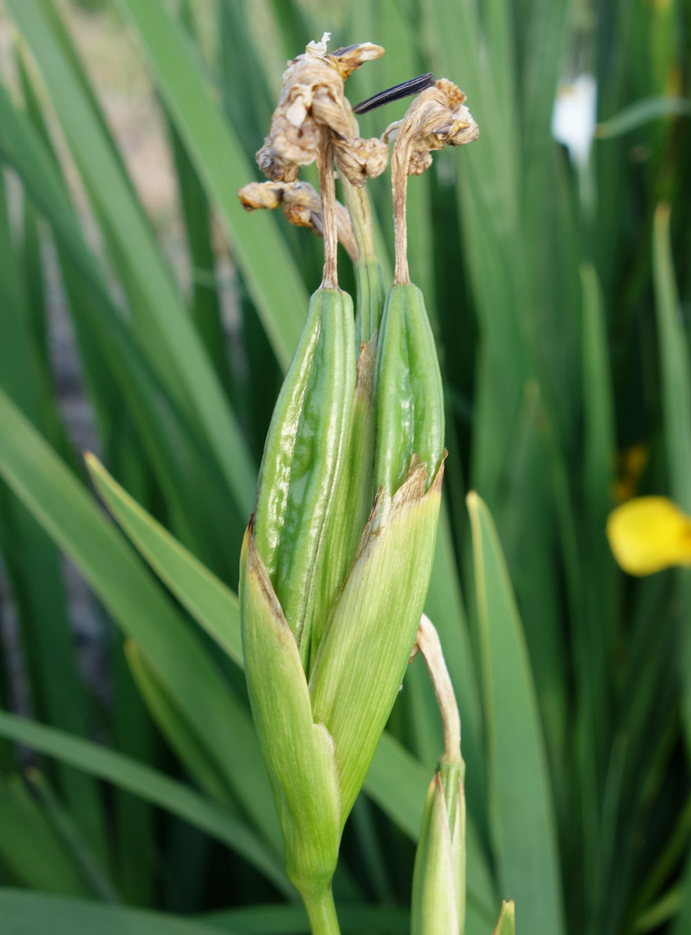 Изображение особи Iris pseudacorus.