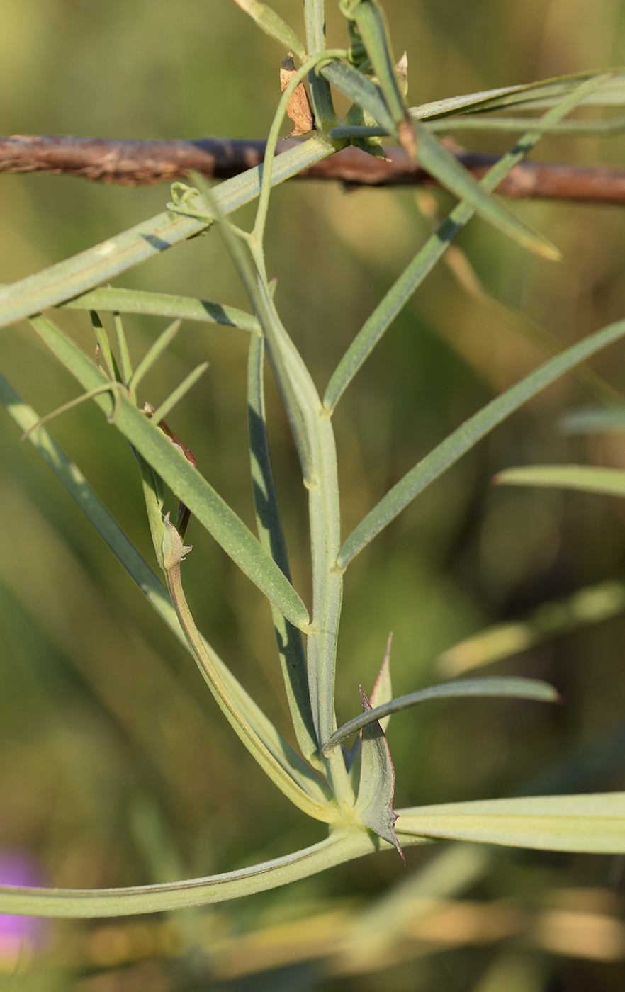 Image of Lathyrus clymenum specimen.