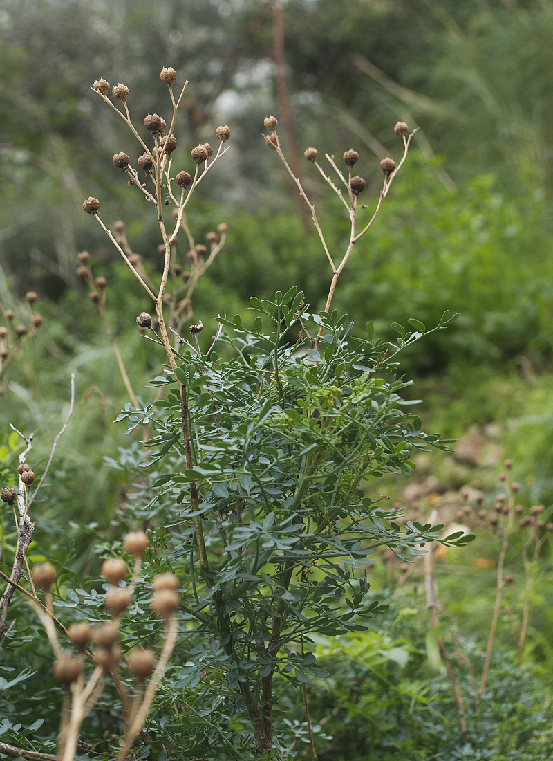 Изображение особи Ruta chalepensis.