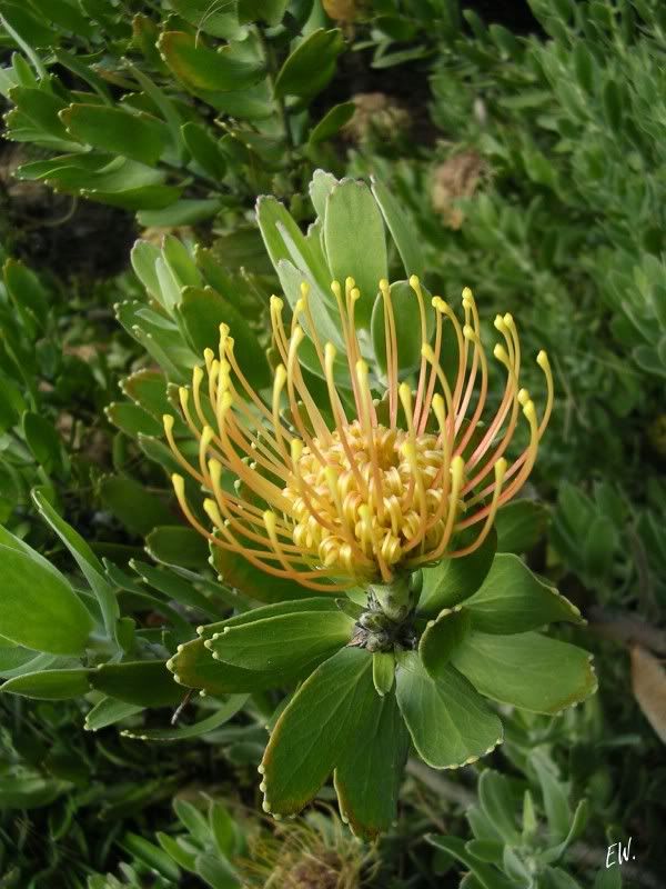 Image of Leucospermum cordifolium specimen.