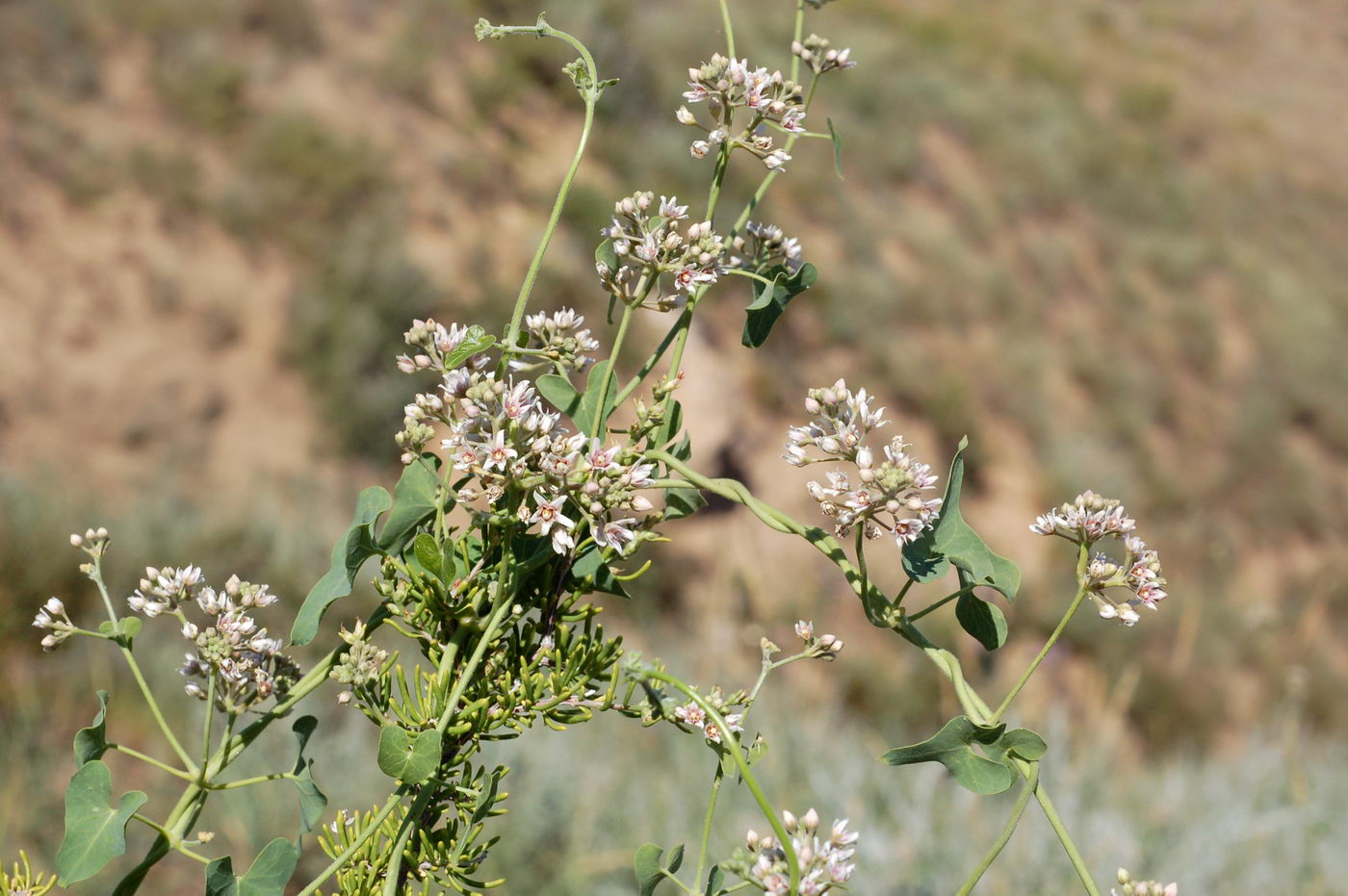 Image of Cynanchum sibiricum specimen.