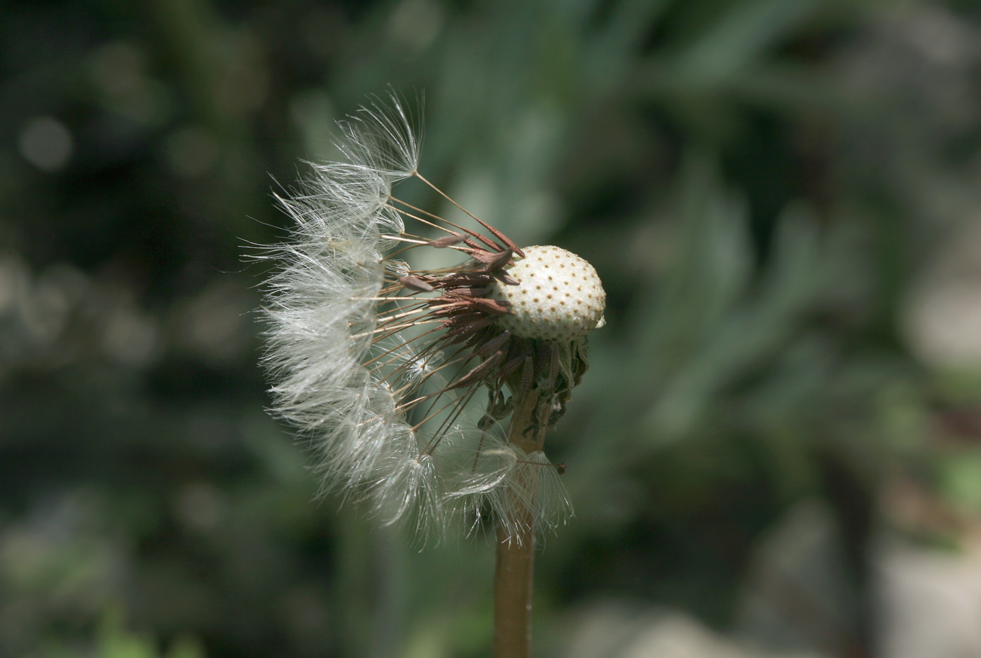 Изображение особи Taraxacum pectinatiforme.