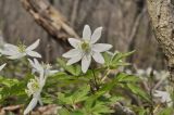 Anemone amurensis