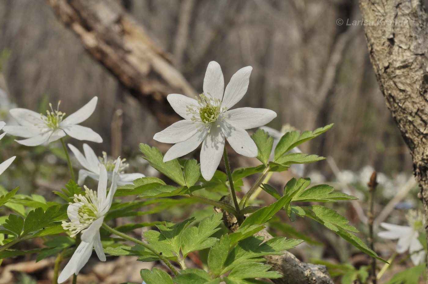 Изображение особи Anemone amurensis.