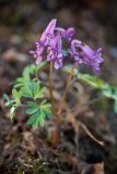 Corydalis solida