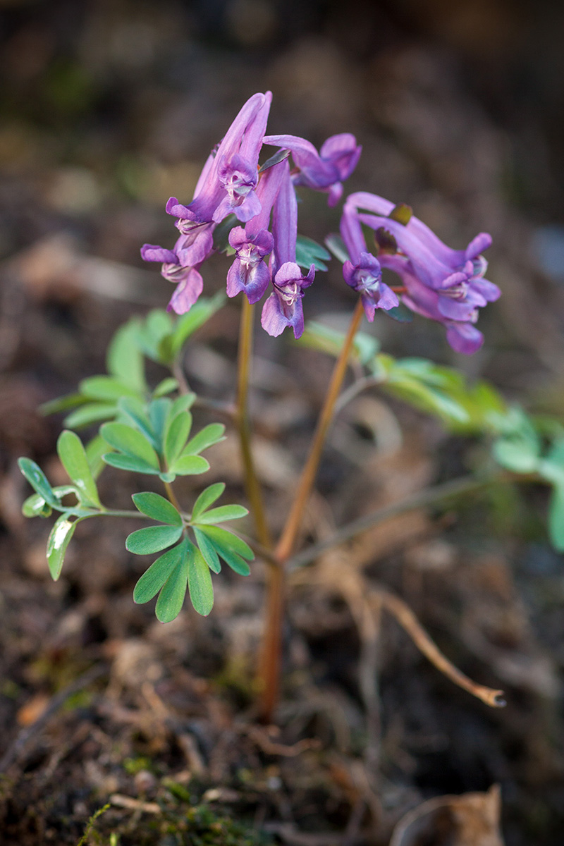 Изображение особи Corydalis solida.