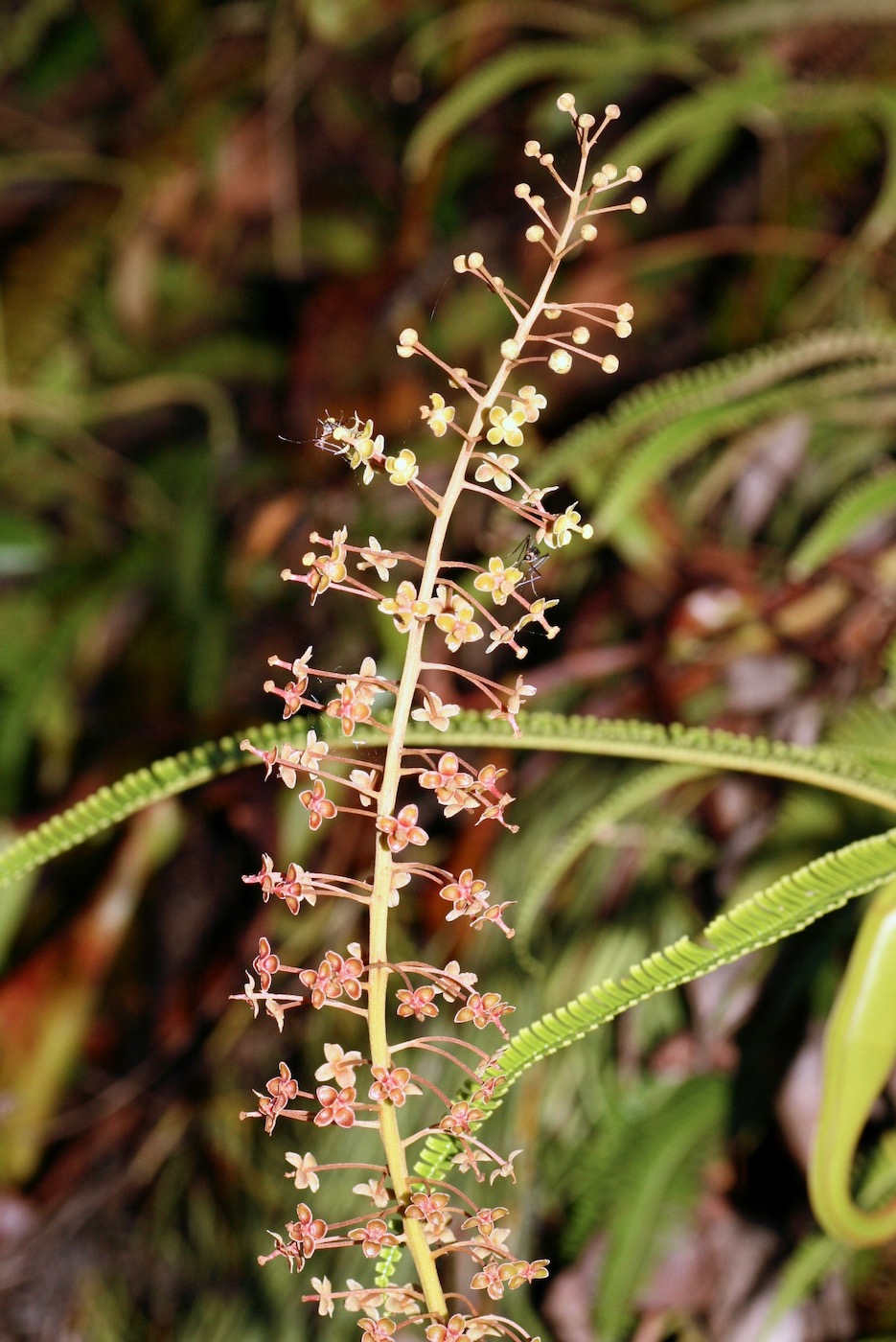 Image of Nepenthes sanguinea specimen.