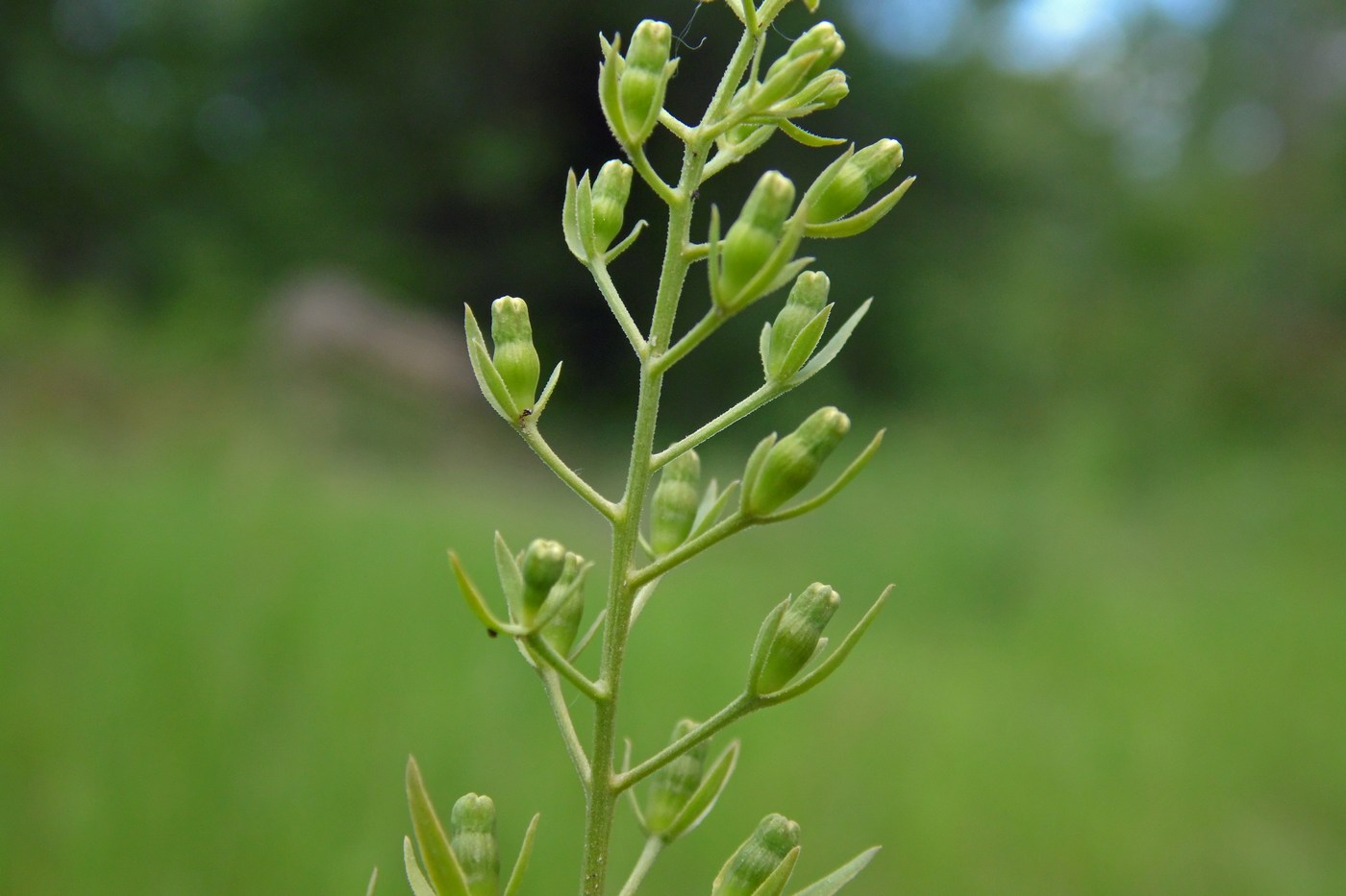 Image of Thesium ramosum specimen.