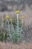 Pseudohandelia umbellifera. Цветущее растение. Пустыня Кызылкум. 02.05.2010.