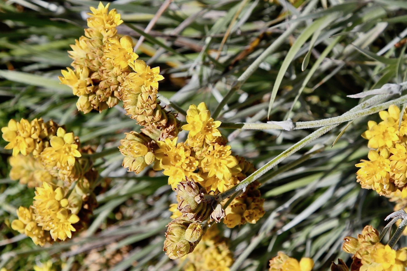 Image of Conostylis candicans specimen.