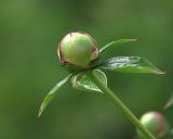 Paeonia lactiflora. Верхушка побега с бутоном. Московская обл., Раменский р-н, окр. дер. Хрипань, садовый участок. 16.06.2020.