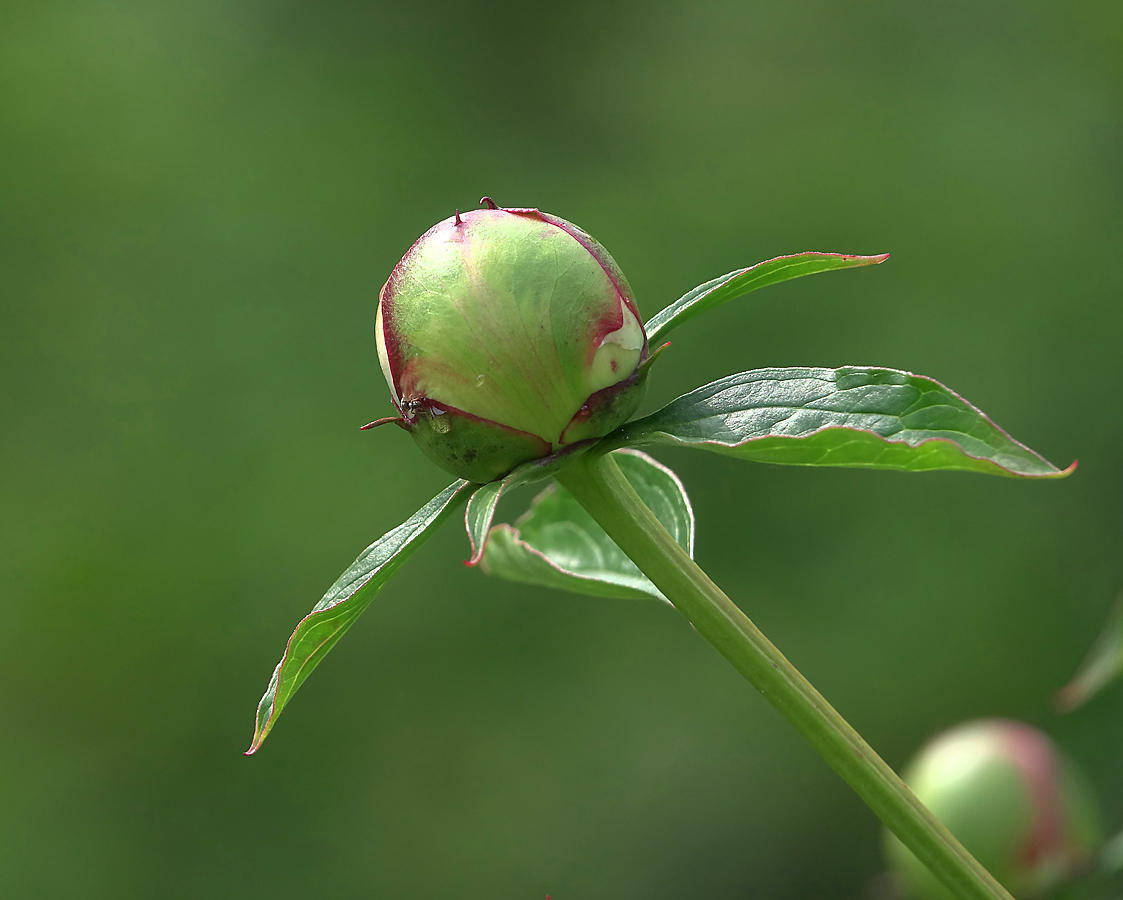 Изображение особи Paeonia lactiflora.