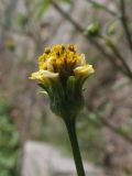 Bidens pilosa