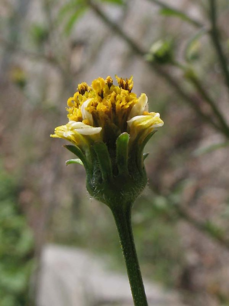 Изображение особи Bidens pilosa.