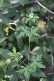 Geranium sibiricum