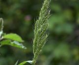 Echinochloa crus-galli. Соплодие. Московская обл., Раменский р-н, окр. дер. Хрипань, садовый участок. 31.07.2020.